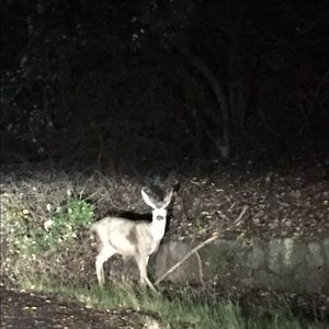 Meet your Posher, Carl